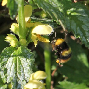 C Hummel Goldnessel-300x300
