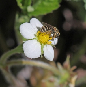 D Biene Erdbeere-300x300