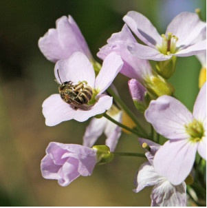 D Biene Wiesenschaumkraut-300x300