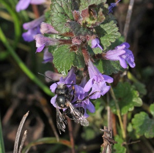 E Biene Gundelrebe-300x300