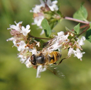 G Schwebfliege Origano-300x300