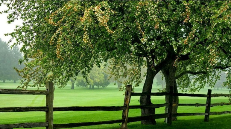 baum